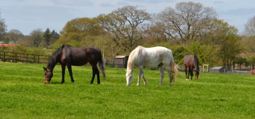 Drei Pferde beim Grasen auf der Koppel
