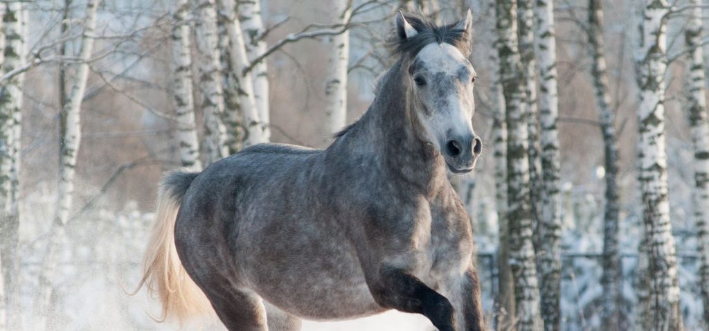 Schimmel galoppiert auf Winterweide durch den Schnee