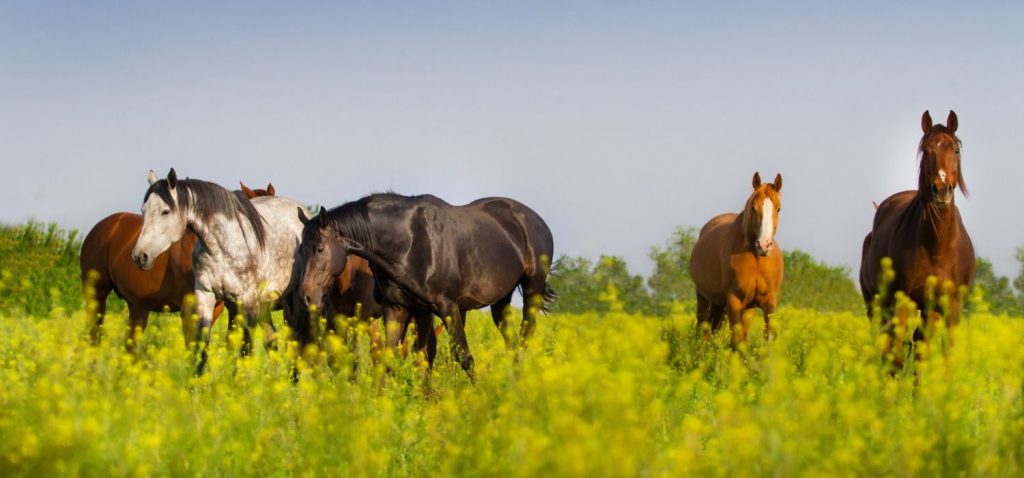 Pferde auf einer satten Koppel