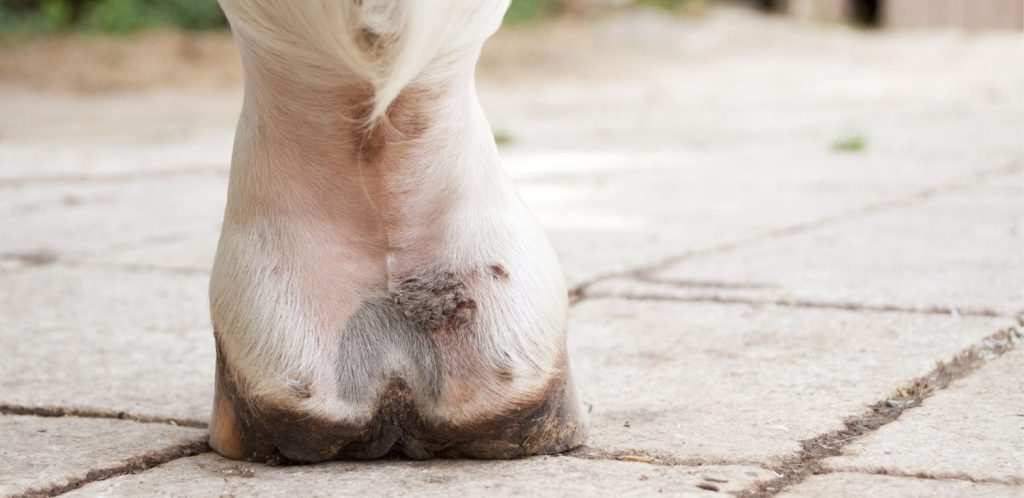 Pferd mit Mauke in weißer Fesselbeuge